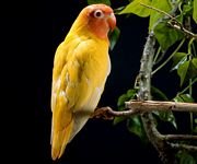pic for Yellow Parrot 